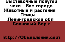 Выставочные попугаи чехи - Все города Животные и растения » Птицы   . Ленинградская обл.,Сосновый Бор г.